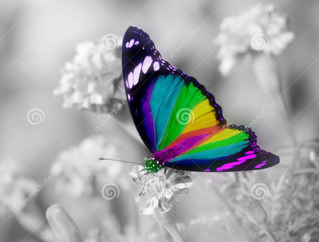 ailes-colorées-de-papillon-d-arc-en-ciel-30774133