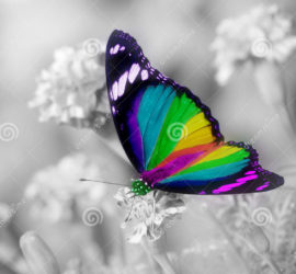 ailes-colorées-de-papillon-d-arc-en-ciel-30774133